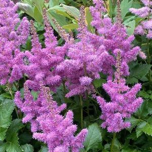 Meet your Posher, Dale